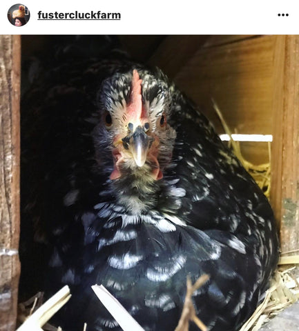 IG chicken pet parents Chicken Moms & Dads of Instagram mottled chicken