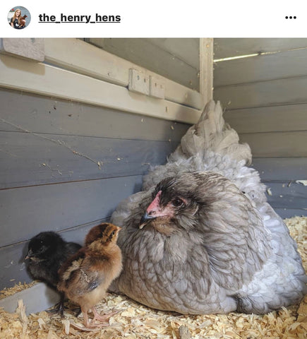 mother hen and baby chick IG chicken pet parents Chicken Moms & Dads of Instagram