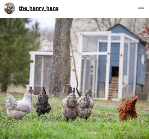 IG chicken pet parents Chicken Moms & Dads of Instagram chicken coop