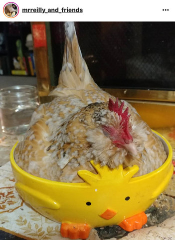 IG chicken pet parents Chicken Moms & Dads of Instagram hen in a bowl