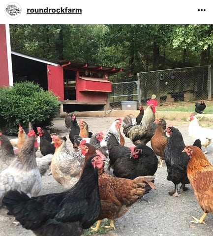IG chicken pet parents Chicken Moms & Dads of Instagram flock of chickens