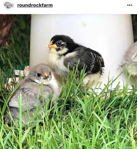 IG chicken pet parents Chicken Moms & Dads of Instagram two baby chicks