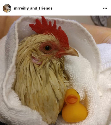 IG chicken pet parents Chicken Moms & Dads of Instagram chicken in a towel