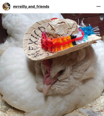 IG chicken pet parents Chicken Moms & Dads of Instagram hen in a hat