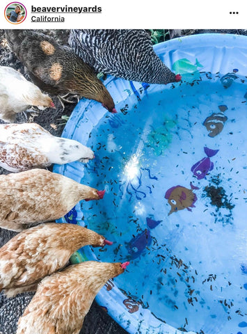 IG chicken pet parents Chicken Moms & Dads of Instagram Chickens around kiddy pool