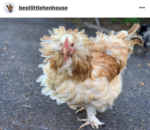 IG chicken pet parents Chicken Moms & Dads of Instagram Fluffy chicken