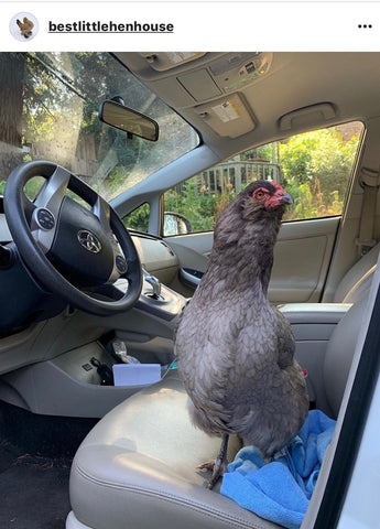 IG chicken pet parents Chicken Moms & Dads of Instagram chicken in car