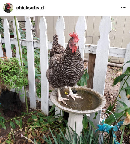 IG chicken pet parents Chicken Moms & Dads of Instagram chicken in birdbath