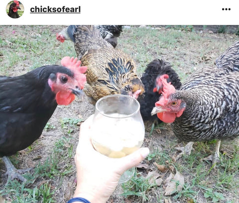 IG chicken pet parents Chicken Moms & Dads of Instagram drinking with chickens