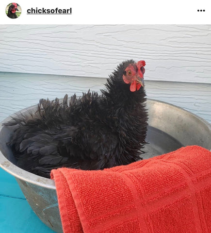IG chicken pet parents Chicken Moms & Dads of Instagram chicken spa day