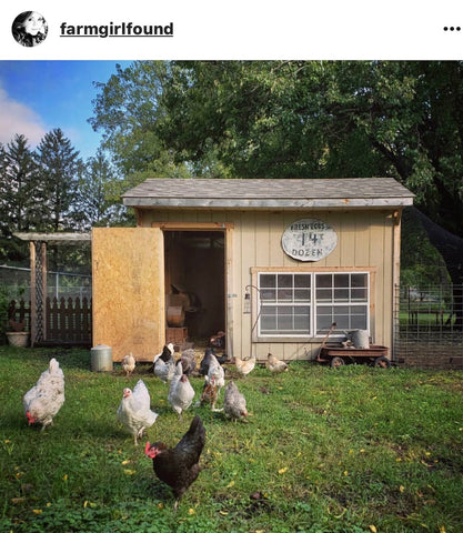 chickens and coop