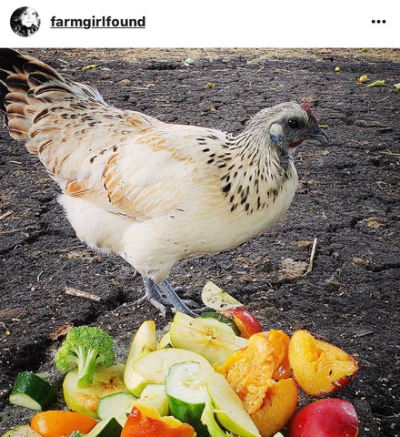 IG chicken pet parents Chicken Moms & Dads of Instagram chicken and vegetables