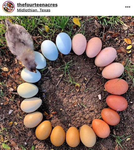 IG chicken pet parents Chicken Moms & Dads of Instagram colorful chicken eggs