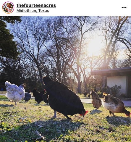 IG chicken pet parents Chicken Moms & Dads of Instagram free range chickens