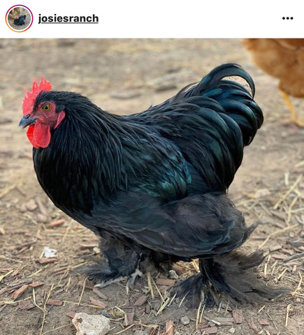 IG chicken pet parents Chicken Moms & Dads of Instagram Feathered foot chicken