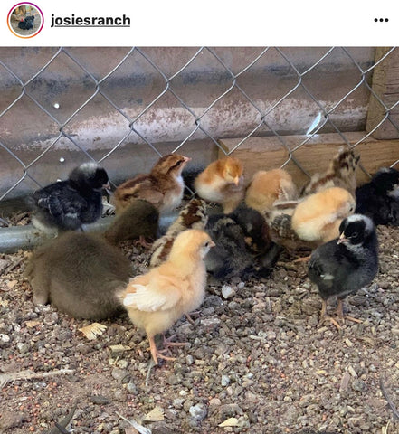 IG chicken pet parents Chicken Moms & Dads of Instagram baby chicks