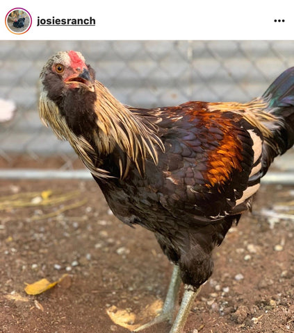 IG chicken pet parents Chicken Moms & Dads of Instagram Rooster