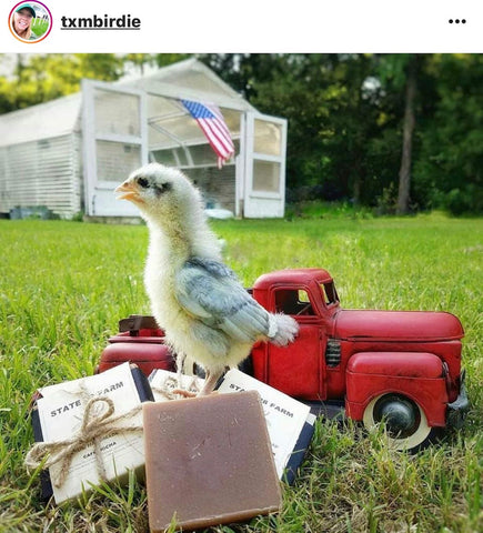 IG chicken pet parents Chicken Moms & Dads of Instagram baby chick with toy truck