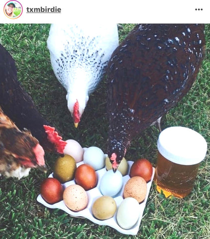IG chicken pet parents Chicken Moms & Dads of Instagram chickens around eggs