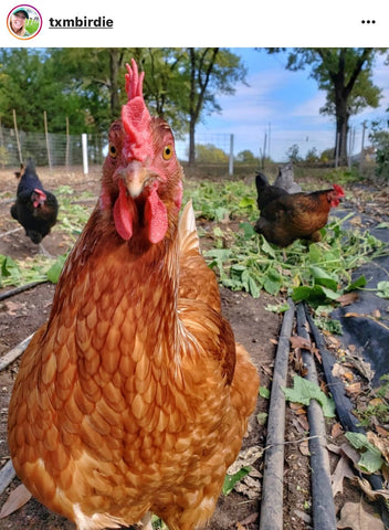 IG chicken pet parents Chicken Moms & Dads of Instagram chickens in garden