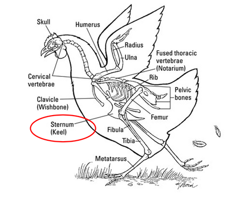 Chicken keel bone