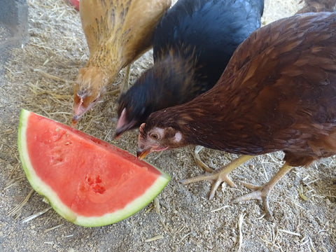 10 Ways to Keep Chickens Cool During Hot Summer Weather or Heat Waves Chickens eating watermelon