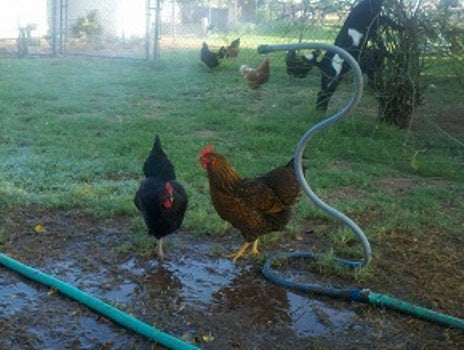 10 Ways to Keep Chickens Cool During Hot Summer Weather or Heat Waves Chicken Misting Stand
