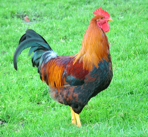 rooster cock