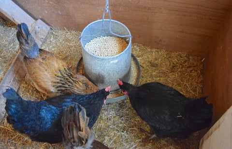 feeding chickens chicken layer feed