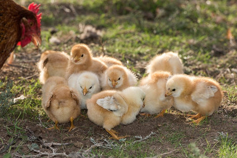 brood baby chicks