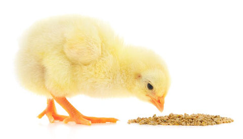 chicken starter feed what to feed chickens baby chicks