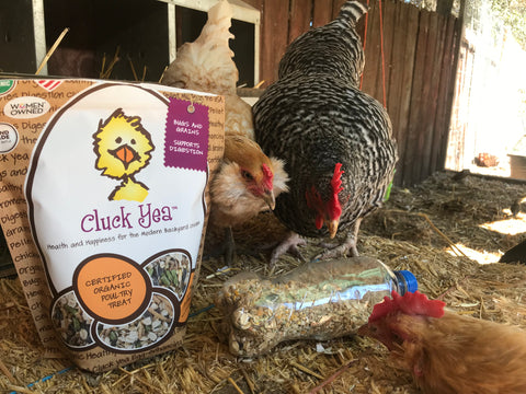 chickens using cluck yea treat roller diy