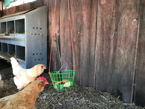 hanging basket in coop diy chickens