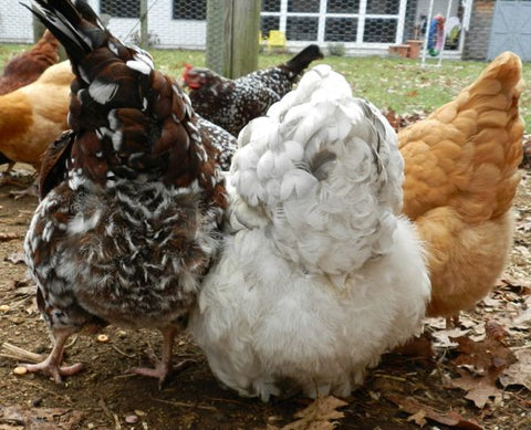 fluffy chicken butts Bare Butts, Feather Loss and Feather Picking