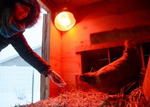 heat lamp for chickens