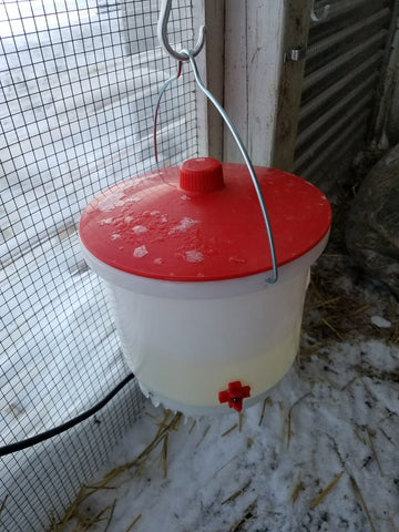 heated chicken waterer in winter