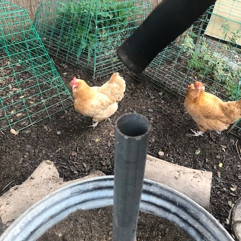 umbrella handle pyramid pen fire ring dusting area backyard poultry chickens