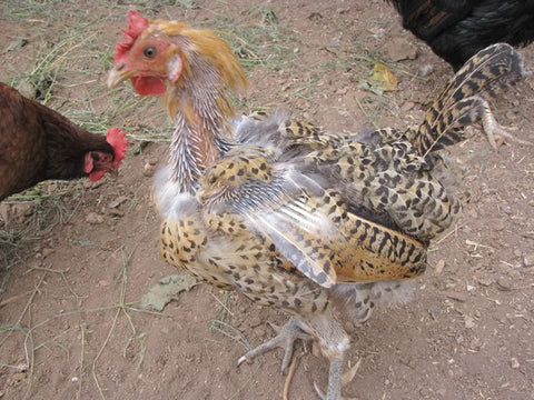 chicken molt hen molting losing feathers