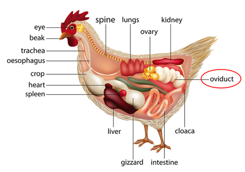 Chicken Anatomy 101: Everything You Need To Know