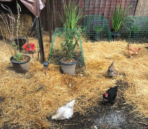 chickens secondary boredom buster straw