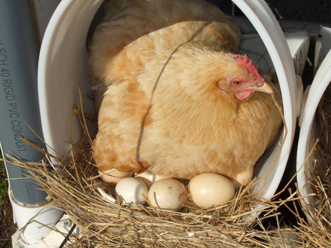 hen setting eggs