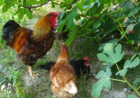 10 Ways to Keep Chickens Cool During Hot Summer Weather or Heat Waves chickens in shade