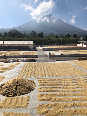 Green coffee with parchment being patio dried and covered at Bella Vista Mill in Antigua, Guatemala with a mountain in the background