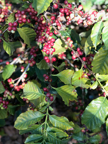 Up close photo of coffee shrub, green yellow leaves with ripe, red coffee cherries on the branch