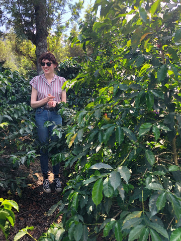 Woman in sunglasses smiling and picking coffee cherries