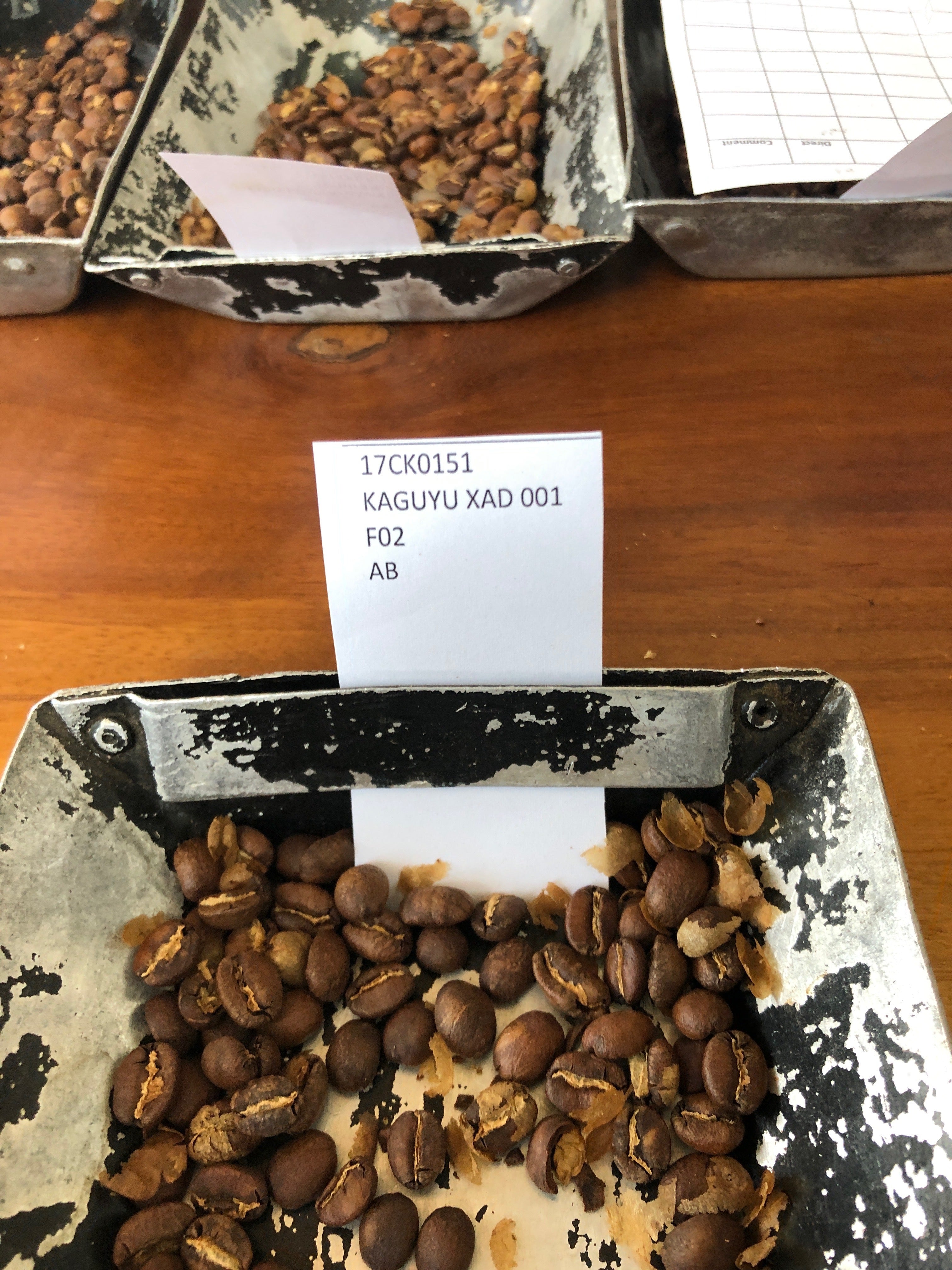 coffee samples to taste at Dorman's Lab in Nairobi Kenya