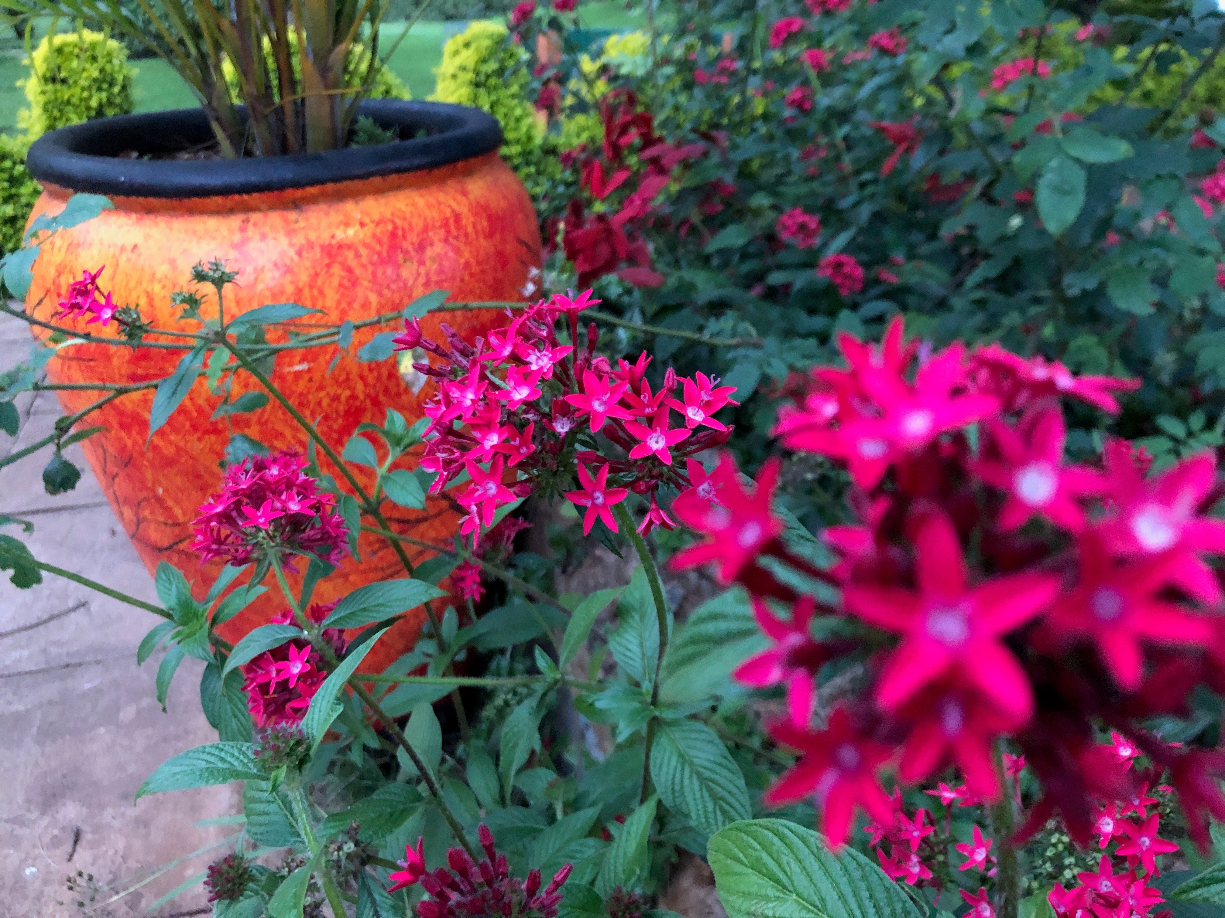 vibrant pink star shaped flowers growing next to an orange planter in Kenya