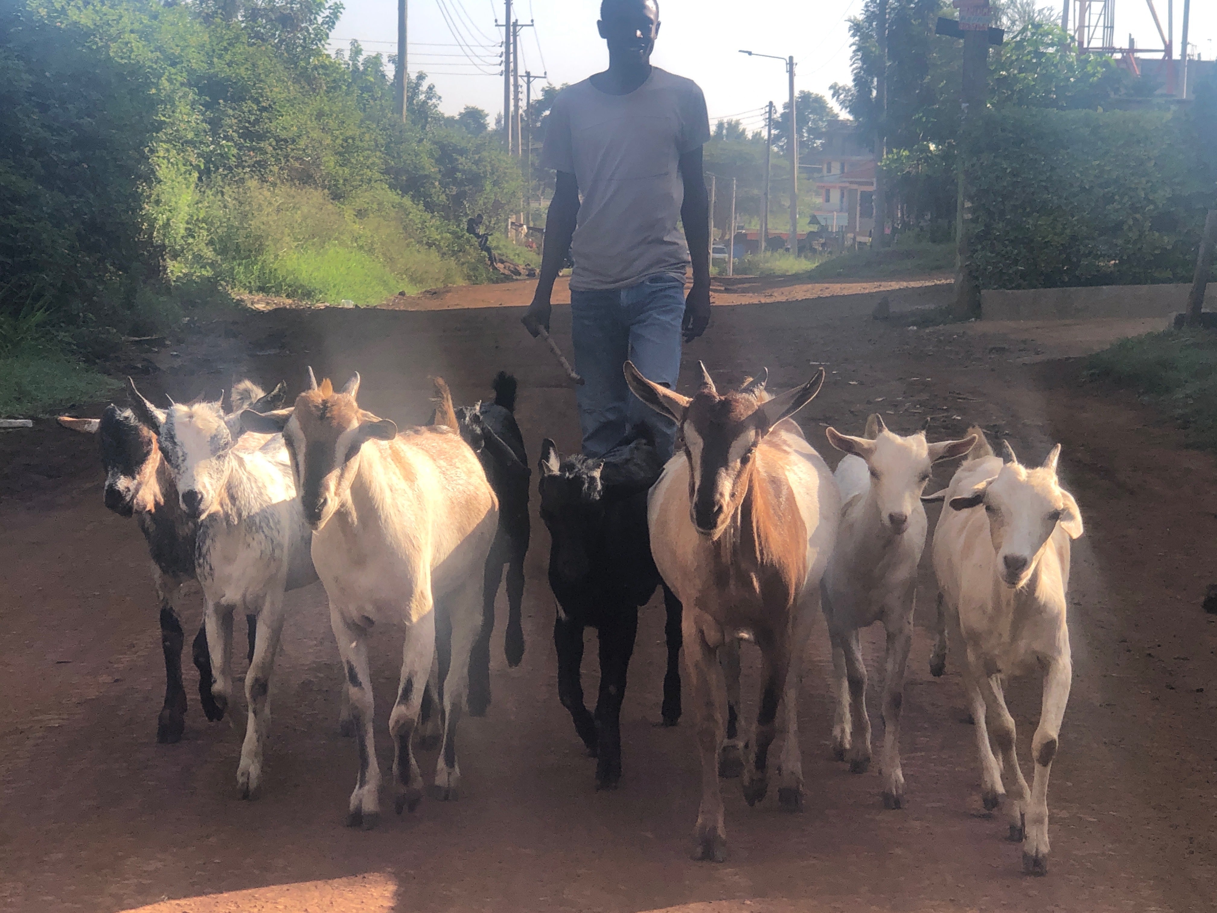 man herding a group of about 6 goats down a dirt road in Nairobi, Kenya