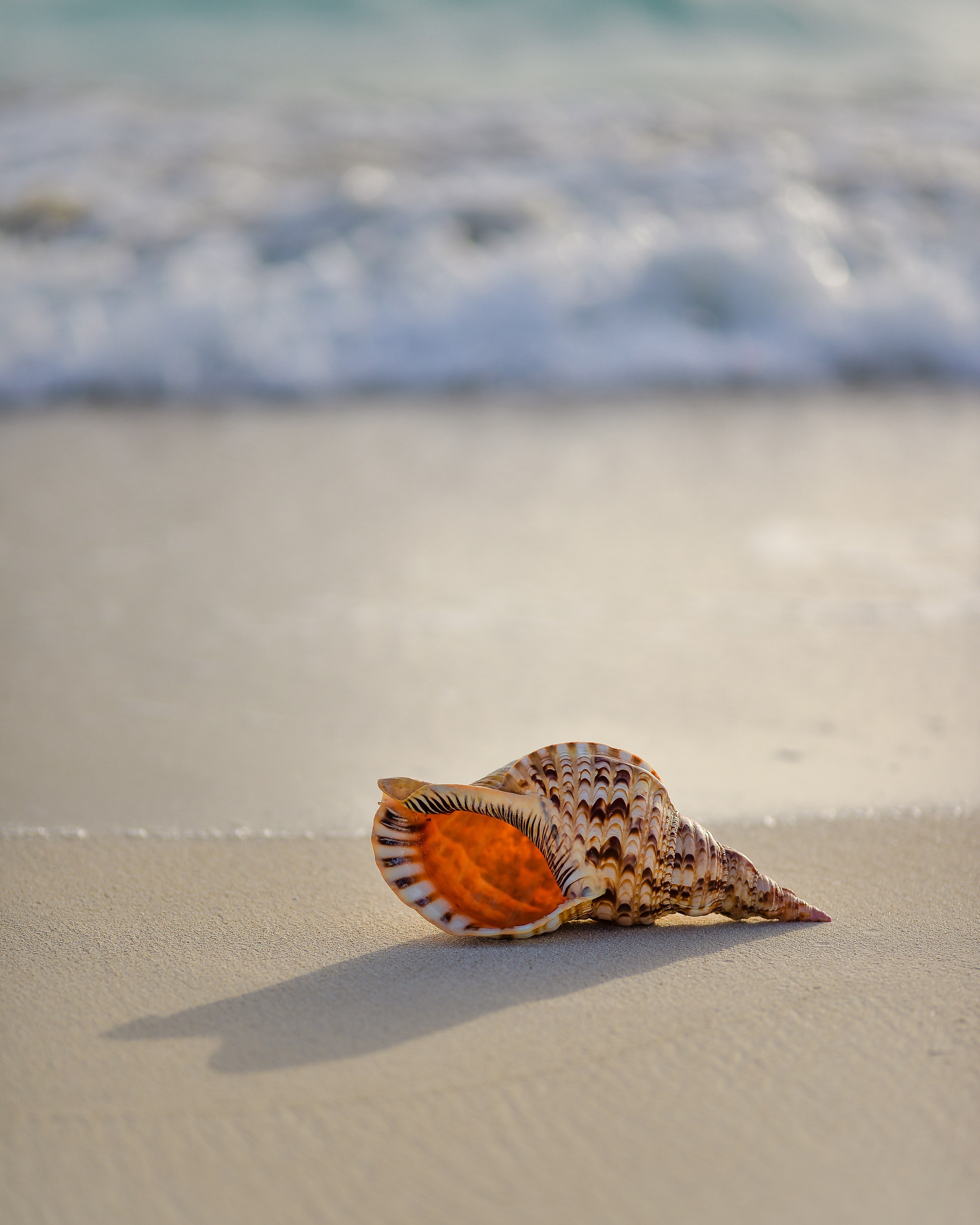 Seashell on sea shore.