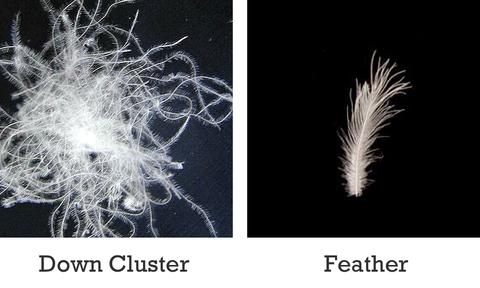 Down Cluster vs. Feather